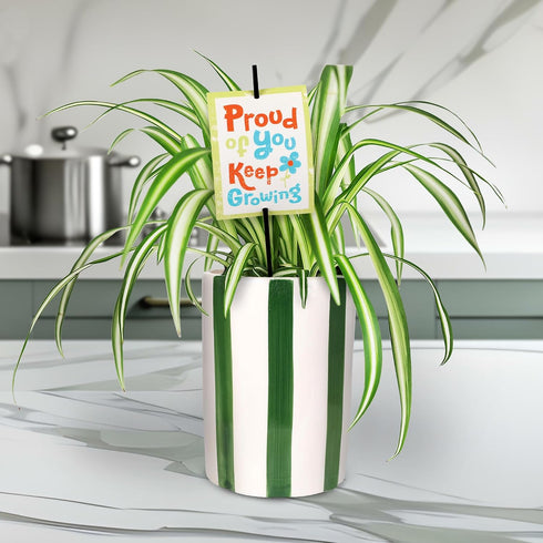 5" Green Circle Growers Spider Plant in Hollywood Green Planter, Live Plant Proud of You