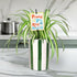 5" Green Circle Growers Spider Plant in Hollywood Green Planter, Live Plant Proud of You