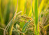 5 Food to Live - Organic White Jasmine Rice, Pounds - Non-GMO, Long-Grain Rice Variety, Raw, Vegan, Kosher, Bulk