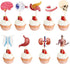 36 Pcs Anatomy Theme Cupcake Toppers, Mini Human Body Organ Toothpick Picks