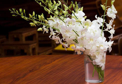 (10 Sunne Tropical OrchidClub USA Fresh Cut Flowers Dendrobium Orchids Stems WHITE)
