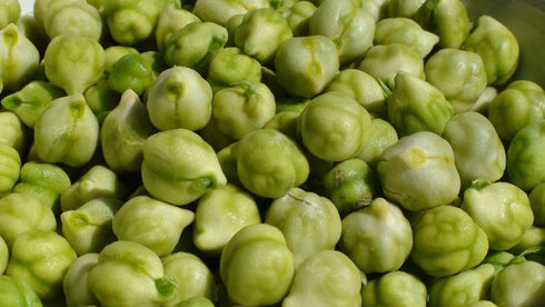 wbut (100 Chickpeas Plant Seed, Seeds) A.k.a Garbanzo Beans, Gram, Easy to Grow, Organic