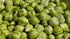 wbut (100 Chickpeas Plant Seed, Seeds) A.k.a Garbanzo Beans, Gram, Easy to Grow, Organic