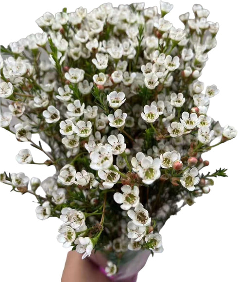 15 Fresh White Wax Flower Hydroponic Fresh Cut Flower Arrangement Gifts for Home Decor Birthdays Anniversaries Healing
