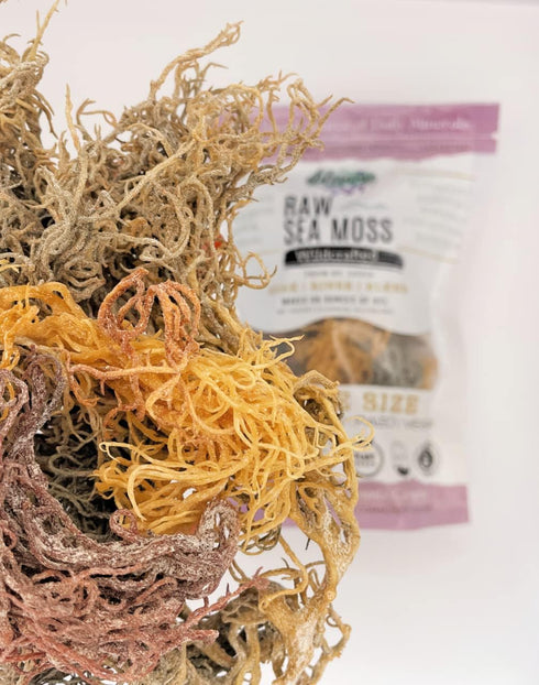 Sea Moss | Wildcrafted | 2.5 oz - Makes 64 oz of Gel, Raw + Non GMO, Sundried, Mineral Rich from Saint Lucia