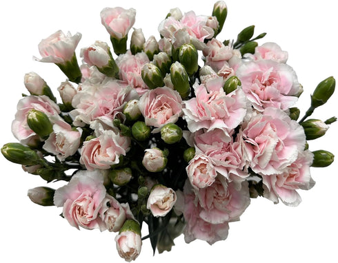 19 10 Stems Fresh Cut Mini Pink Spray Carnations Stems Multiple Blooms Per Stem Vibrant Pink Petite Flowers for Home