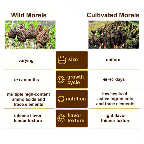 2oz, (56.7g) VIGOROUS MOUNTAINS Premium Dried Wild Morel Mushrooms Wild Harvested, Earthy Flavor & Rich Umami-Perfect