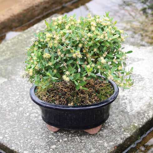 3 6" 8" Brussel's Live Harland Boxwood Outdoor Bonsai Tree - Years Old; to Tall with Decorative Container