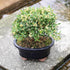 3 6" 8" Brussel's Live Harland Boxwood Outdoor Bonsai Tree - Years Old; to Tall with Decorative Container