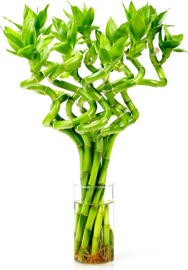 Fresh Lucky Bamboo 10 Stalks 8 Inch Spiral Style Live Plant -