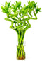 Fresh Lucky Bamboo 10 Stalks 8 Inch Spiral Style Live Plant -