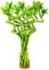 Fresh Lucky Bamboo 10 Stalks 8 Inch Spiral Style Live Plant -