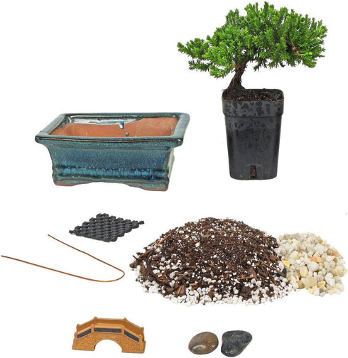 Eve's Garden, Inc Eve's Bonsai Tree Starter Kit, Complete Do-It-Yourself Kit with 4 Year Old
