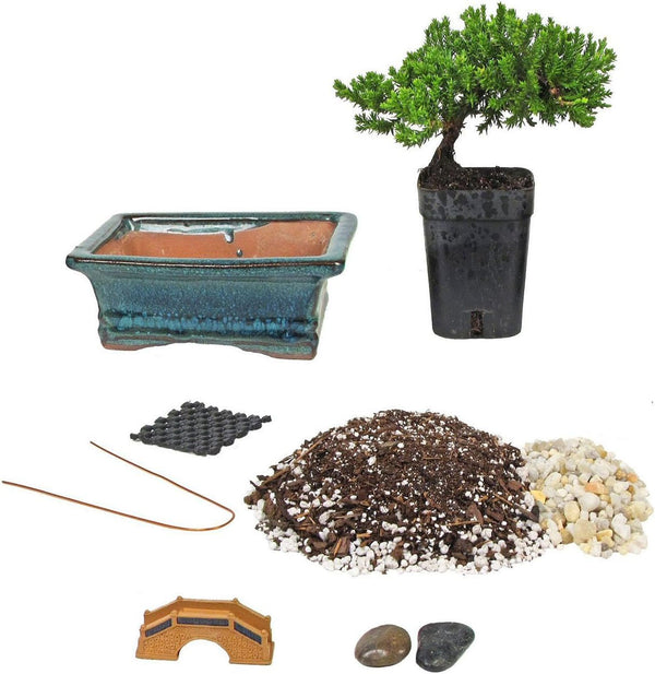 Eve's Garden, Inc Eve's Bonsai Tree Starter Kit, Complete Do-It-Yourself Kit with 4 Year Old