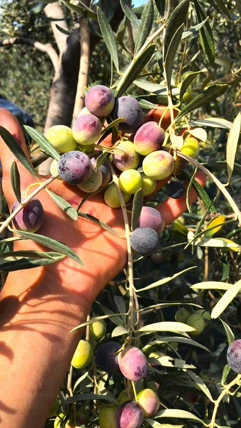 1 33.81 Cold Pressed Virgin Olive Oil L - Fluid Ounce, Antique Ephesus, Mediterranean Region of Ayvalik Turkey