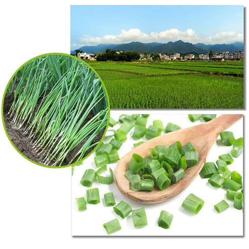 TEAERPKLAE 2.82/80minced Dried Chopped Green Onions onions driedchives seasoningscallions chopped Gourmet Spring Green