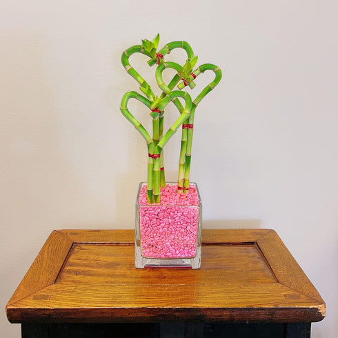 (BA-HS081012SQ4PR) Athena's Garden Triple Heart Shape Lucky Bamboo Plants Live Indoor Bamboo Stalks with Glass vase