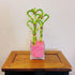 (BA-HS081012SQ4PR) Athena's Garden Triple Heart Shape Lucky Bamboo Plants Live Indoor Bamboo Stalks with Glass vase