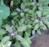 3" Purple Sage Herb - Grow Indoors/Out - Live Plant - Pot