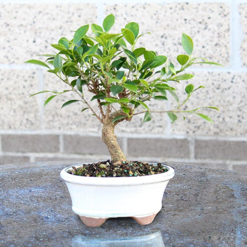 4 5-8 Inches Brussel's Bonsai - Live Golden Gate Ficus Bonsai Tree in Ceramic Bonsai Pot, Indoor Bonsai Plant, Years