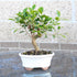 4 5-8 Inches Brussel's Bonsai - Live Golden Gate Ficus Bonsai Tree in Ceramic Bonsai Pot, Indoor Bonsai Plant, Years