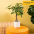 12-16 Inches Costa Farms Money Tree (Pachira Aquatica) Live Indoor Bonsai-Style Plant, Tall, Braided Trunk Houseplant