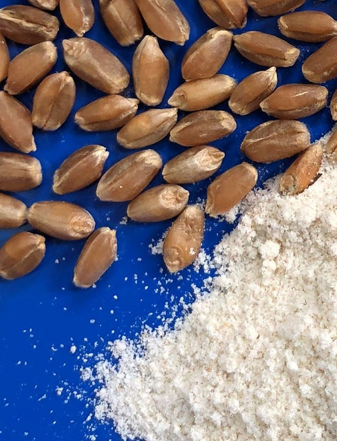 Early Morning Harvest Organic Bread Flour - Made from Non-GMO Whole Wheat - Stone Ground Flour for Baking and Cooking