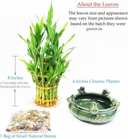 3 Athenas Garden Lucky Bamboo Indoor Live Plant Tier Tower Fresh Plant in Ceramic Planter (Frog)
