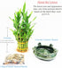 3 Athenas Garden Lucky Bamboo Indoor Live Plant Tier Tower Fresh Plant in Ceramic Planter (Frog)