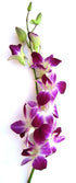 Just Orchids Fresh Orchids- 10 Long Stemmed Purple Dendrobium