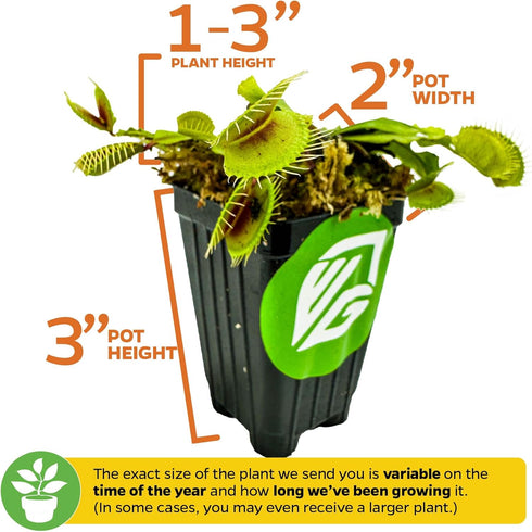 Mammoth' Venus Fly Trap Live Plant - Dionaea muscipula by Wellspring Gardens - Large Carnivorous Traps - Indoor Plant
