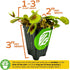 Mammoth' Venus Fly Trap Live Plant - Dionaea muscipula by Wellspring Gardens - Large Carnivorous Traps - Indoor Plant