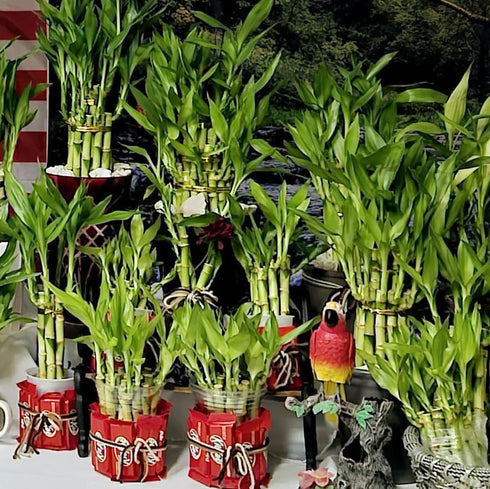 Generic 30 Lucky Bamboo 10 Each Size 4" 6" 8" with 3 Butterfly