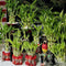 Generic 30 Lucky Bamboo 10 Each Size 4" 6" 8" with 3 Butterfly