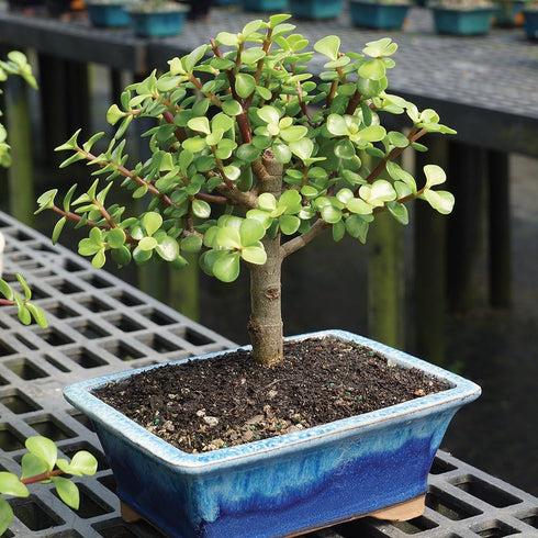 5 8" 12" Brussel's Live Dwarf Jade Indoor Bonsai Tree - Years Old; to Tall with Decorative Container, Green, Humidity