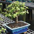 5 8" 12" Brussel's Live Dwarf Jade Indoor Bonsai Tree - Years Old; to Tall with Decorative Container, Green, Humidity
