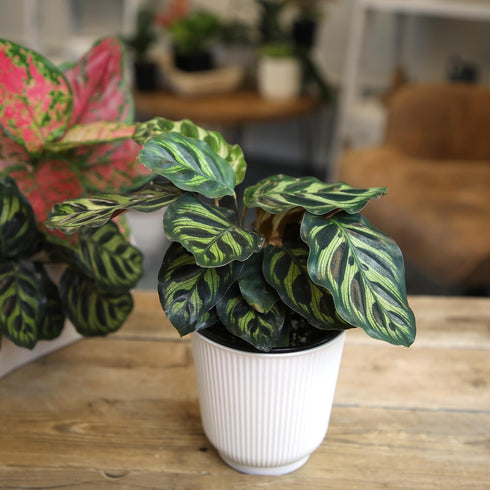 4 Inch Altman Plants Calathea Live Plant Decor, Makoyana Prayer Plant in White Plastic Plant Pot, Easy Plant Gift, Pet