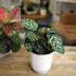 4 Inch Altman Plants Calathea Live Plant Decor, Makoyana Prayer Plant in White Plastic Plant Pot, Easy Plant Gift, Pet