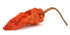 4 Oz Ghost Chili Pepper - Bhut Jolokia - Flakes