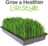 1 Lb Bag Organic Rye Grain Seeds - Rye Seed for Sprouting Rye Berries, Rye Seeds for Organic Rye Flour, Rye Meal, Rye