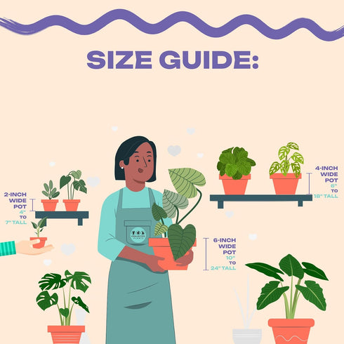 Coollective Plants 2 4 Inch (2-inch Alocasia Ninja, Live Plant in a or Growers Pot, Live Indoor, Easy to Grow, Easy