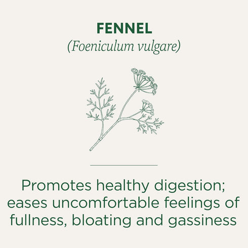 96 (6 Pack) Traditional Medicinals Tea, Organic Fennel, Promotes Healthy Digestion, Tea Bags