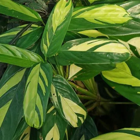 4 Inch Calathea Pilosa - Live Plant in a Growers Pot - Calathea Ctenanthe 'Pilosa' - Beautiful and Elegant Easy Care