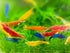 Generic 7 7 7 (Pack 21+) Yellow, Fire Red & Blue Dream Three Mix Colors Live Shrimps Freshwater Shrimp High Grade Live
