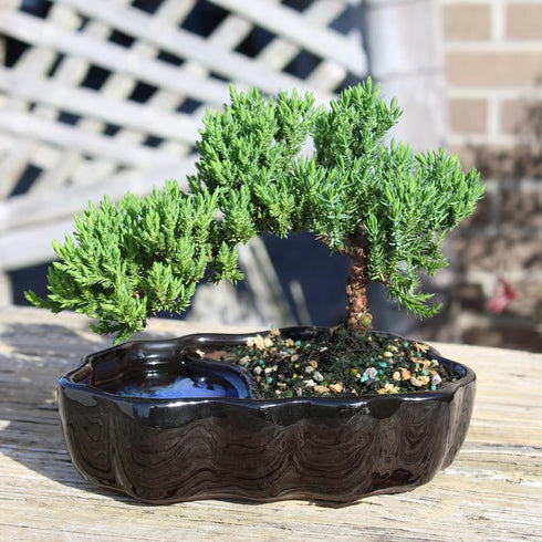 3 6-8 Inches Brussel's Bonsai - Live Green Mound Juniper Bonsai Tree in Zen Reflections Pot, Outdoor Bonsai Tree Live