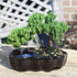 3 6-8 Inches Brussel's Bonsai - Live Green Mound Juniper Bonsai Tree in Zen Reflections Pot, Outdoor Bonsai Tree Live