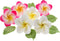Global Sugar Art Tropical Frangipani Plumeria Edible Sugar Flower Blossoms, Wedding Cake