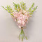 Athenas Garden Fresh Cut Pink Orchids 10 Stems peachy Dendrobium Orchid Flowers