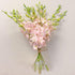 Athenas Garden Fresh Cut Pink Orchids 10 Stems peachy Dendrobium Orchid Flowers