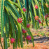(8 Wilderness Poets, Organic Dragon Fruit Powder - Pink Pitaya, Freeze Dried Fruit Powder Ounce) - Use to make, bake